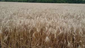 Cover photo for Northeast NC Wheat Variety Trial Results