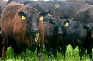 Cover photo for Nc Cattle Industry Assessment Referendum Vote Set for Oct 4, 2018