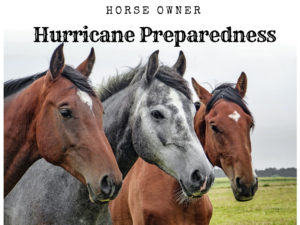 Horse Image