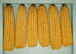 Cover photo for 2018 Corn Variety Trial Results