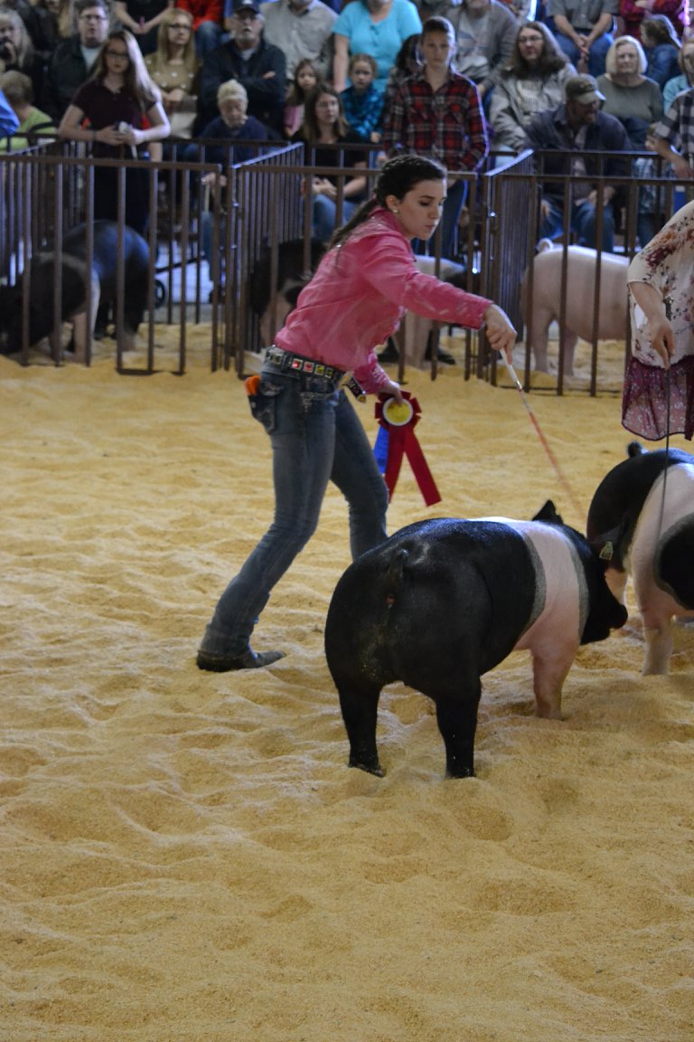 youth showing pigs