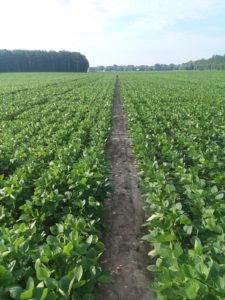 Cover photo for Northeast Ag Expo Soybean Variety Trial Results