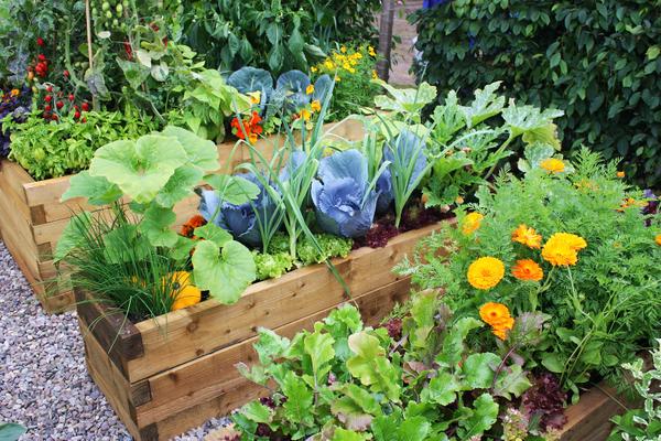 raised bed vegetable garden