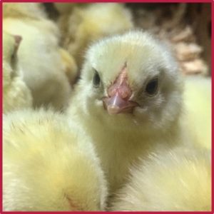Cover photo for New Online Poultry Resources Available for 2020