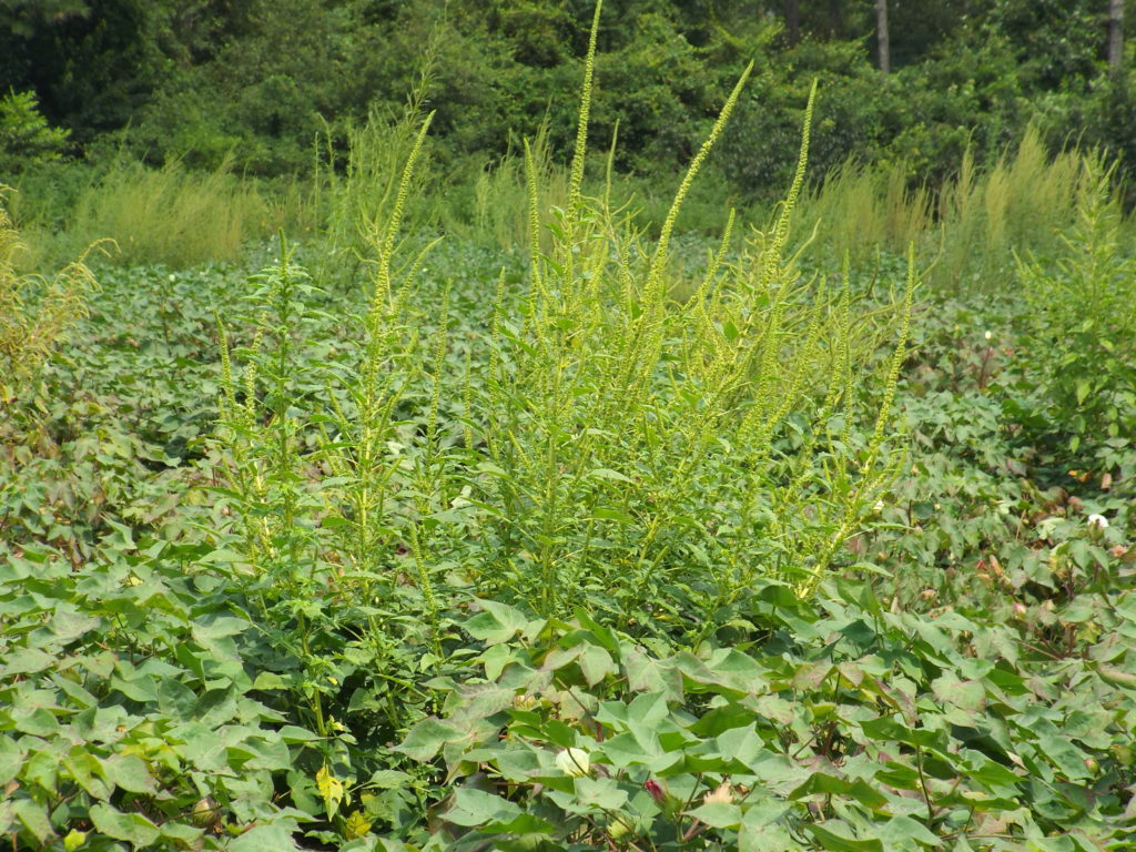 Dicamba