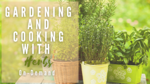 Cover photo for Gardening and Cooking with Herbs On-Demand