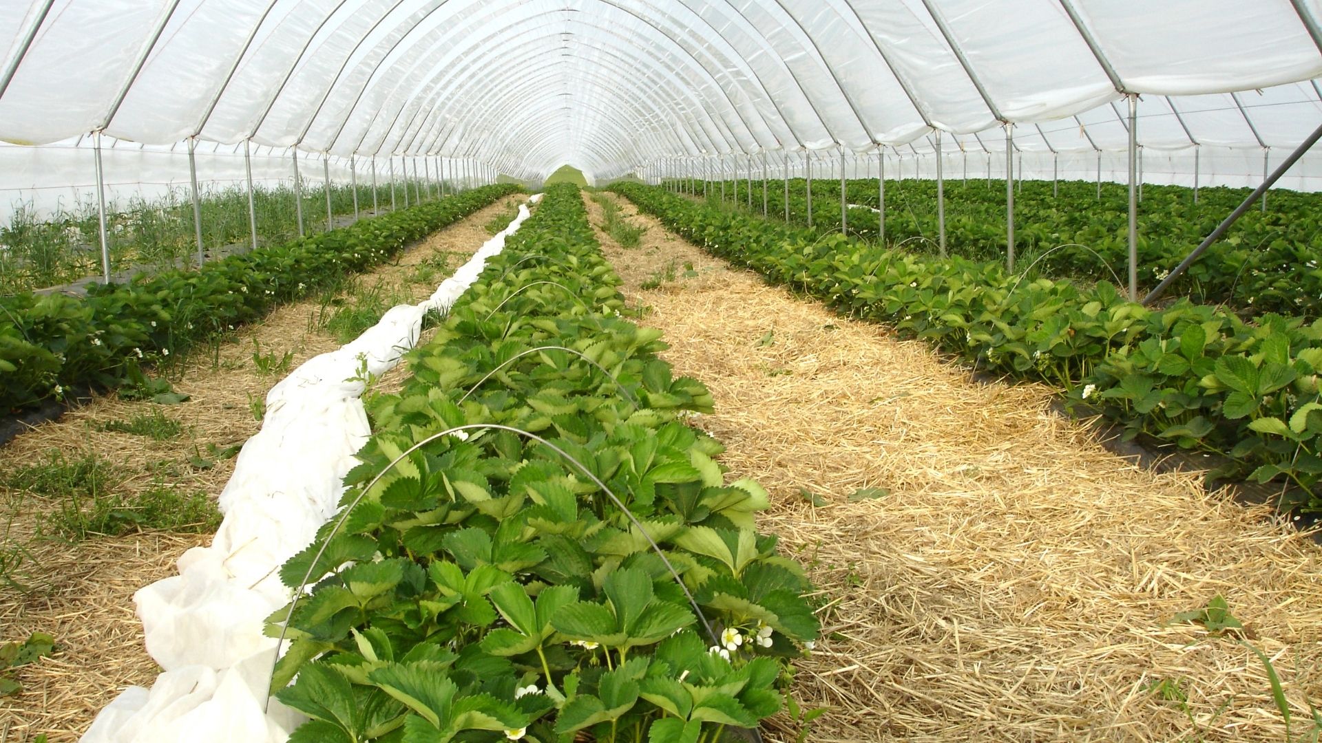 Plants growing in a high tunnel.