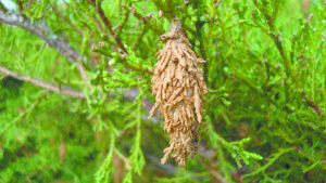 Cover photo for Control Bagworms in Late May and Early June
