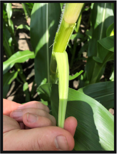 A hand handling corn stalk