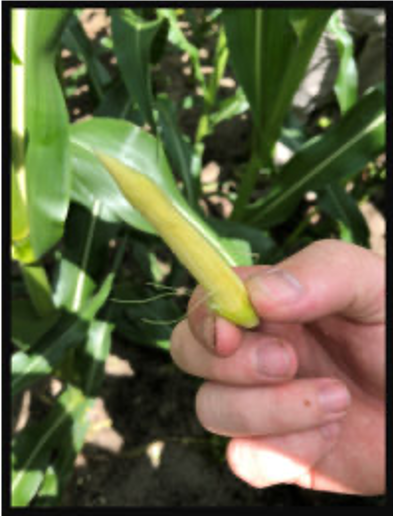 A hand holding immature corn.