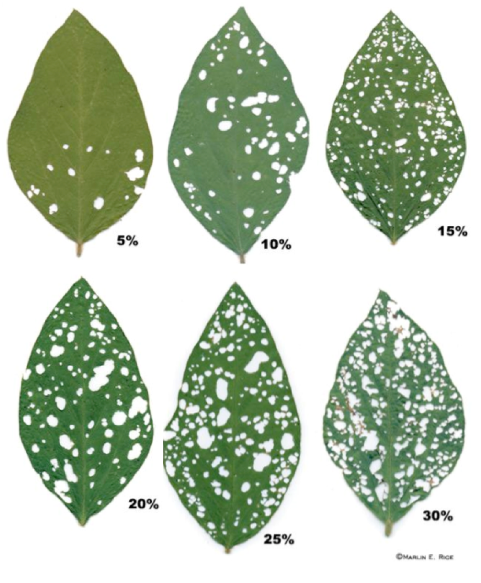 6 leaves showing defoliation rates from 5% – 30% in 5% increments.
