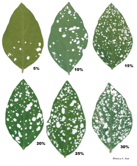 Leaves at varying stages of destruction