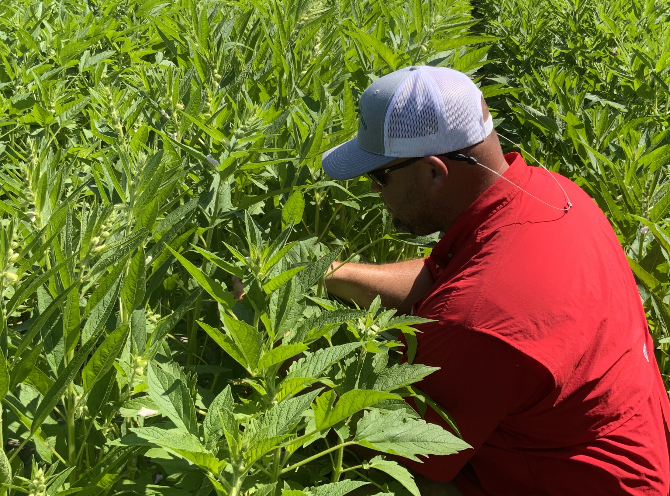 A man checks plants in a field