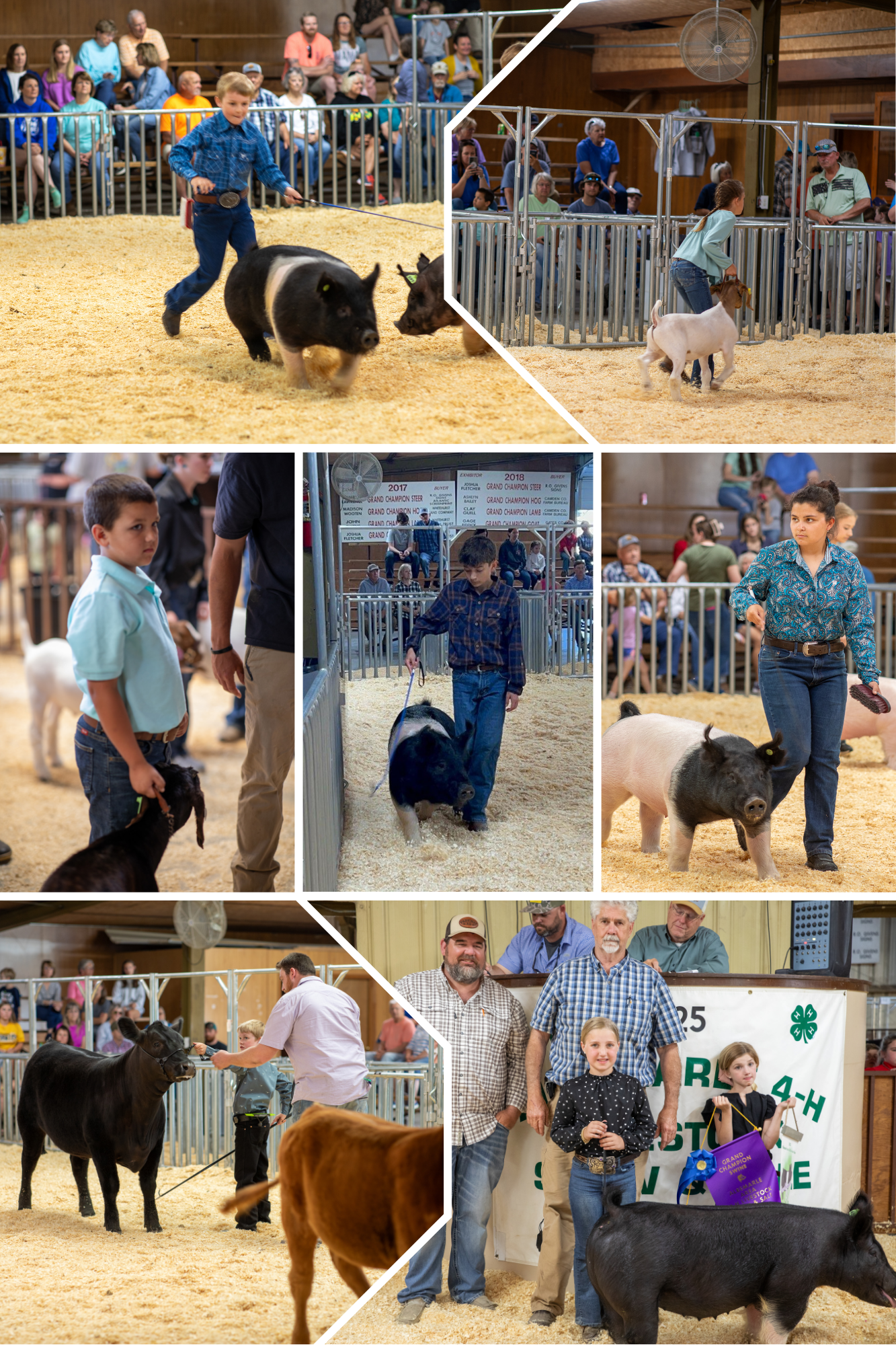Picture of youth showing livestock animals